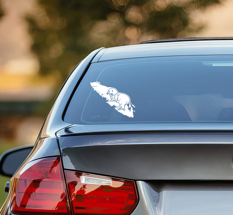 Harbour Seal Pup - Island Wildlife